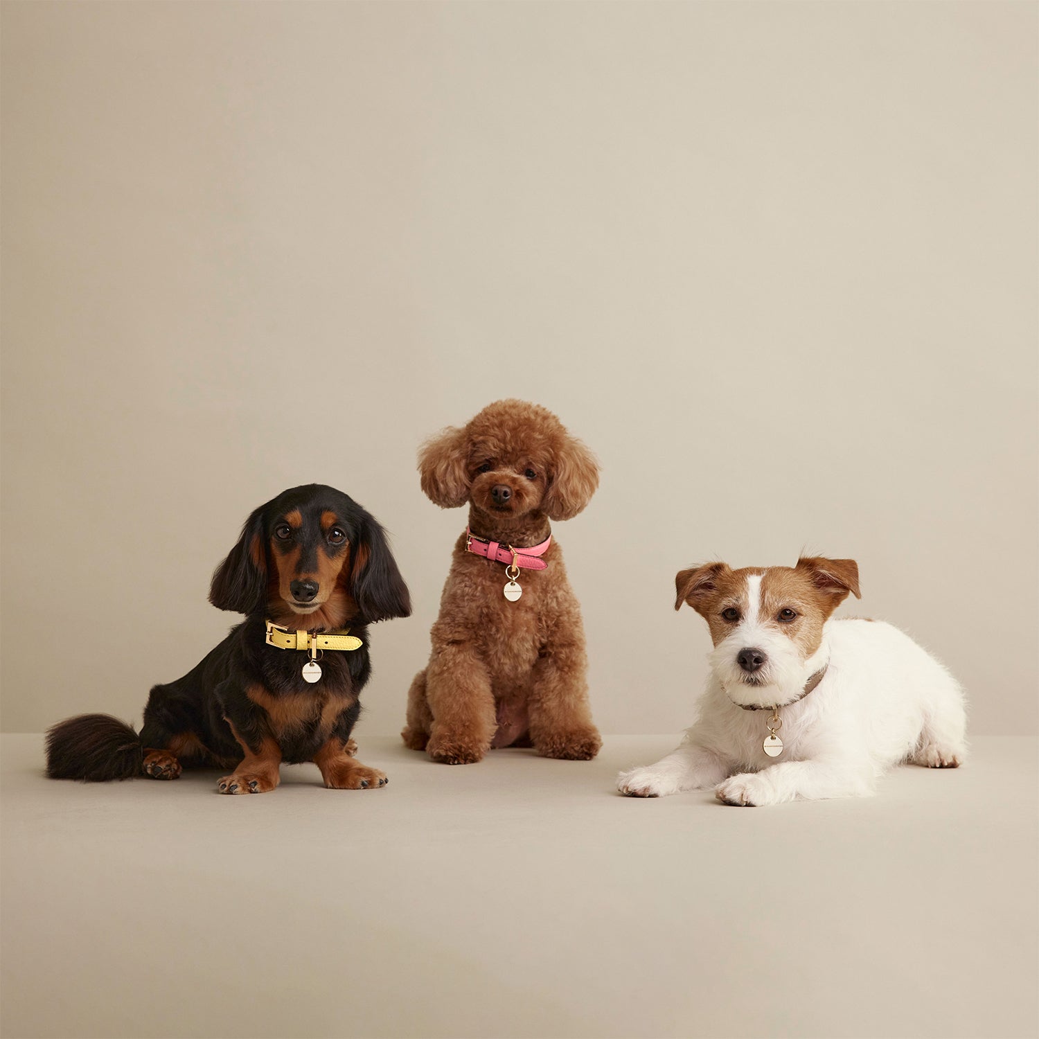 BONAVENTURA × FRIDA Firenze ペット カラー (40) シュリンクレザー